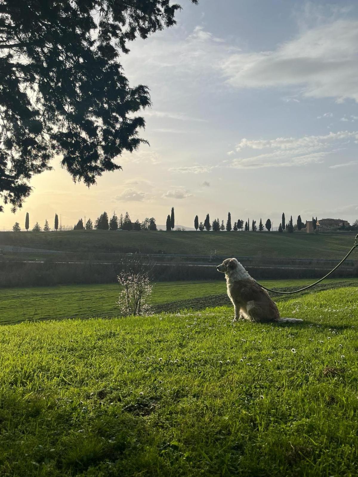 Agriturismo La Torre Di Monsindoli سيينا المظهر الخارجي الصورة